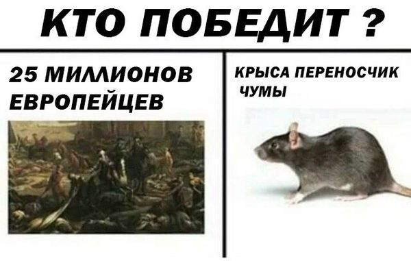 Обработка от грызунов крыс и мышей в Ярославле