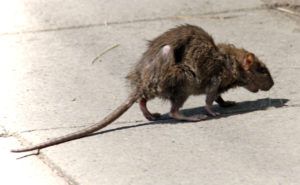 Фирма по уничтожению грызунов, крыс и мышей в Ярославле