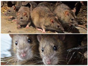 Травить грызунов крыс и мышей в Ярославле