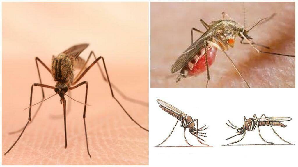 Уничтожение комаров в Ярославле