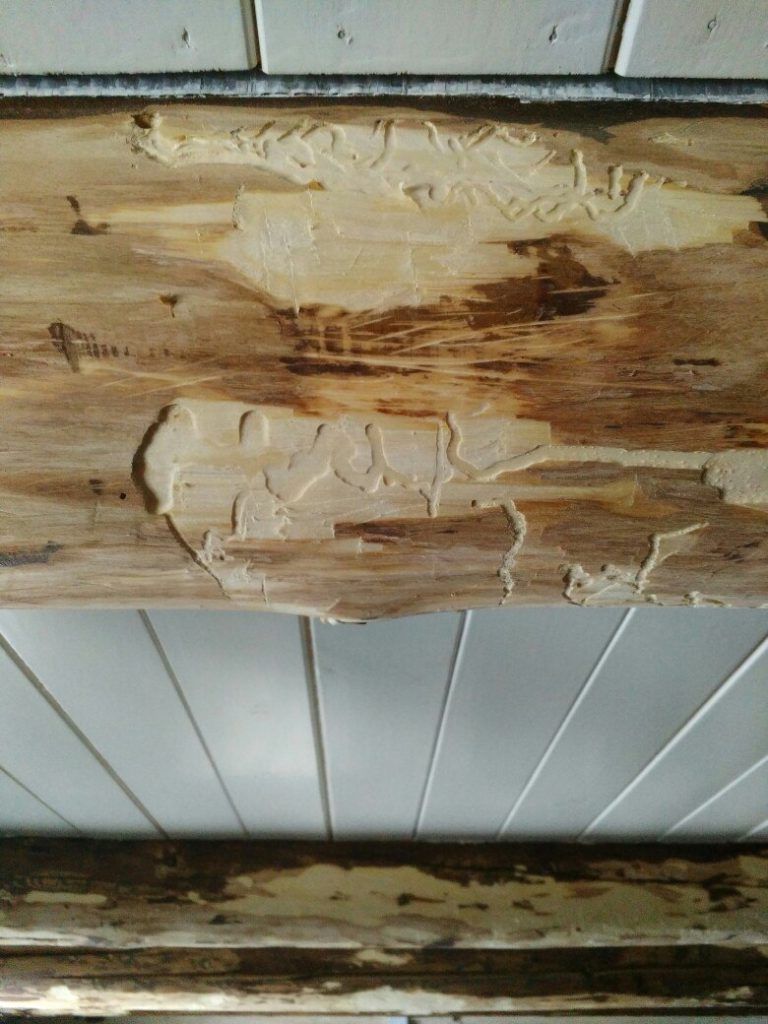 Жуки в срубе, досках, бревнах деревянного дома