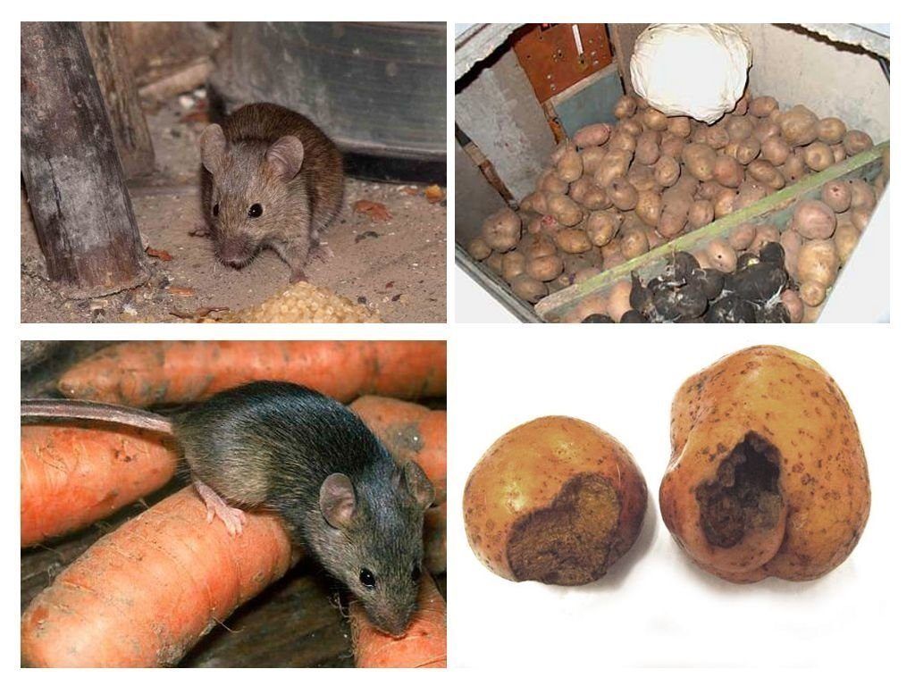 Обработка от грызунов крыс и мышей в Ярославле