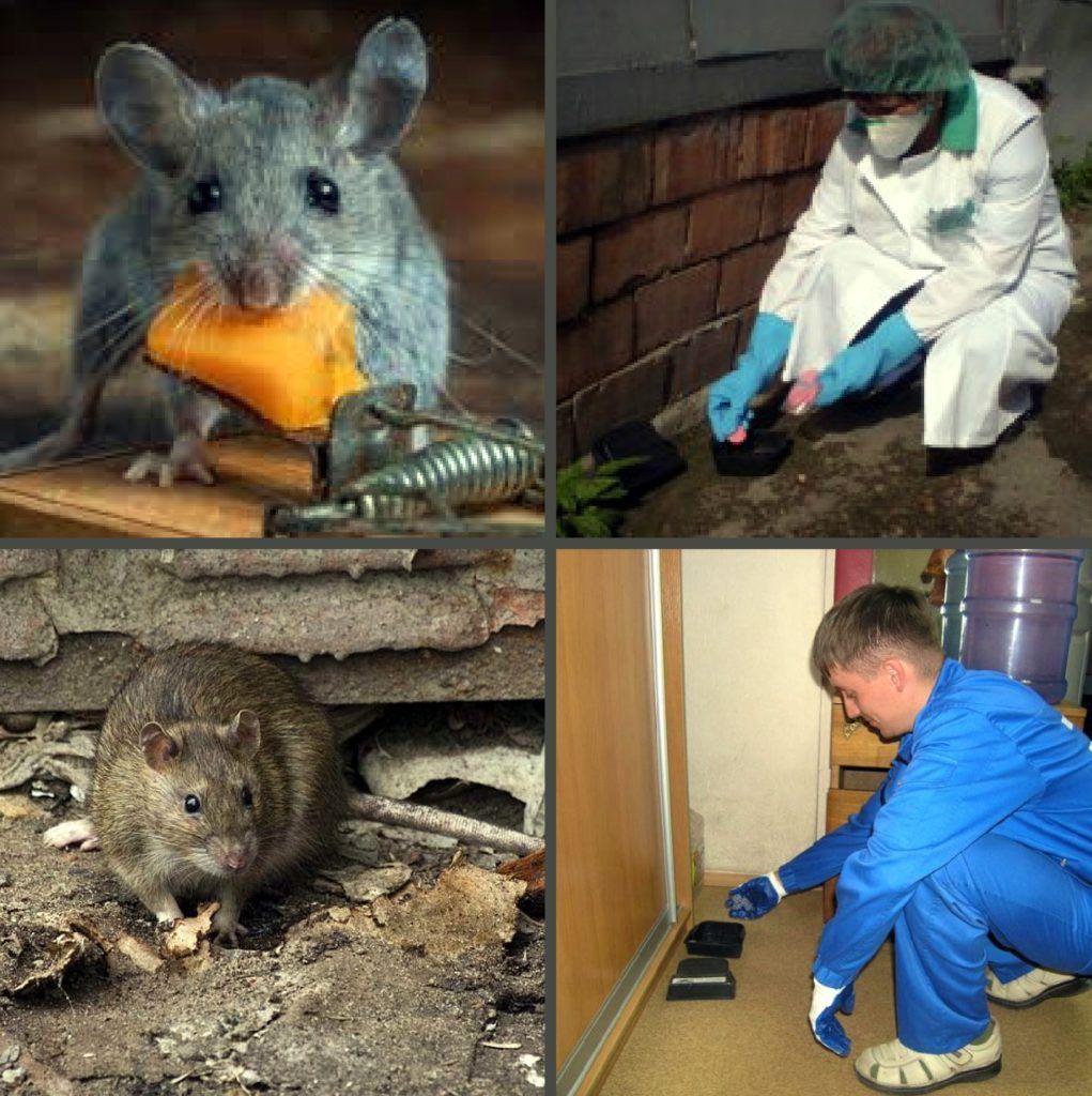 Дезинфекция от грызунов, крыс и мышей в Ярославле