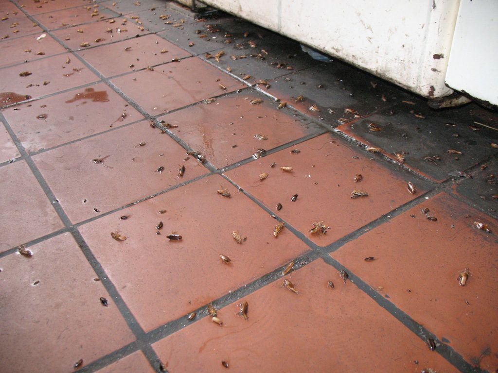 Уничтожение тараканов в квартире в Ярославле 