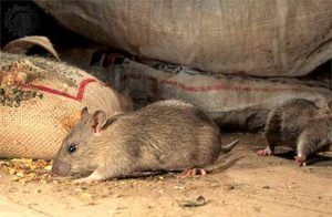 Дератизация от грызунов от крыс и мышей в Ярославле