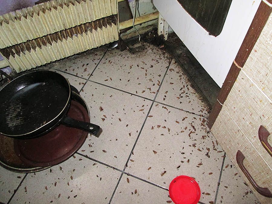 Санэпидемстанция от тараканов в Ярославле, вызвать, цены